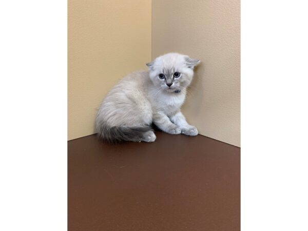 Ragdoll-CAT-Male-Blue Point-11251-Petland Henderson, Nevada