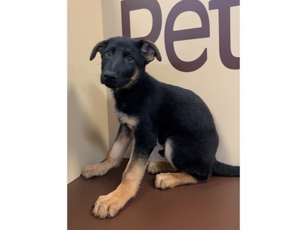 German Shepherd Dog DOG Male Black / Tan 11236 Petland Henderson, Nevada