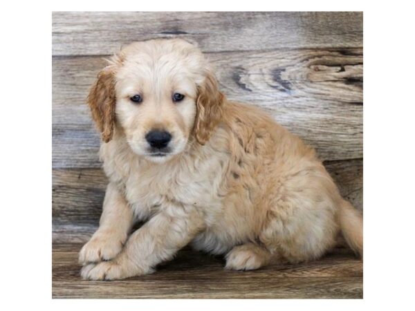 Golden Retriever DOG Male Golden 11261 Petland Henderson, Nevada