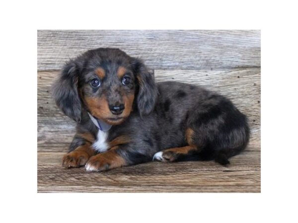 Dachshund DOG Female Silver Dapple 11265 Petland Henderson, Nevada