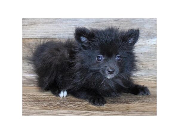 Pomeranian DOG Male Black 11262 Petland Henderson, Nevada