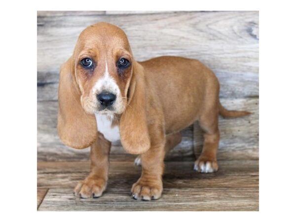 Basset Hound DOG Female Red 11264 Petland Henderson, Nevada