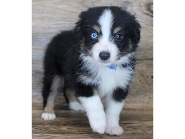 Toy Australian Shepherd DOG Female Black / Tan 11260 Petland Henderson, Nevada