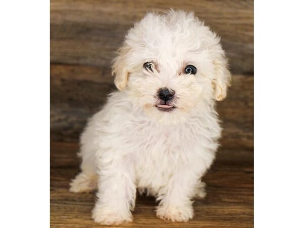 Bichon Frise DOG Female White 11263 Petland Henderson, Nevada