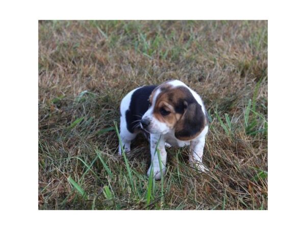 Beagle DOG Male Black Tan / White 11254 Petland Henderson, Nevada