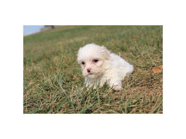 Maltese DOG Female White 11256 Petland Henderson, Nevada