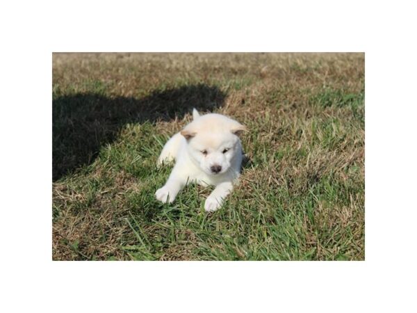 Shiba Inu DOG Male Cream 11257 Petland Henderson, Nevada