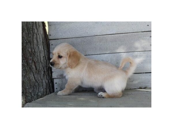 Miniature Labradoodle DOG Male Apricot 11259 Petland Henderson, Nevada