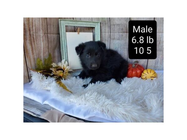 German Shepherd Dog DOG Male Black 11258 Petland Henderson, Nevada