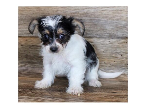 Chorkie DOG Male Black / Tan 11280 Petland Henderson, Nevada