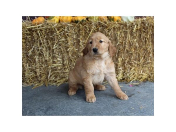 Golden Retriever-DOG-Female-Golden-11267-Petland Henderson, Nevada