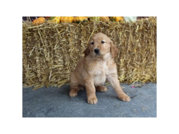 Golden Retriever DOG Female Golden 11267 Petland Henderson, Nevada