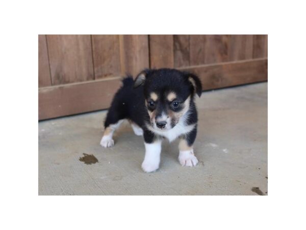 Pembroke Welsh Corgi DOG Female Black White / Tan 11270 Petland Henderson, Nevada