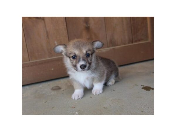 Pembroke Welsh Corgi DOG Female Red / White 11271 Petland Henderson, Nevada