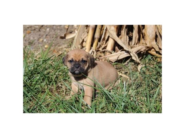 Pug/Beagle DOG Male 11276 Petland Henderson, Nevada