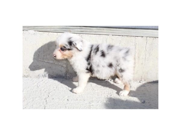 Australian Shepherd DOG Female Blue Merle 11273 Petland Henderson, Nevada