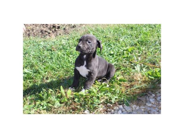 Great Dane DOG Male Black / White 11268 Petland Henderson, Nevada