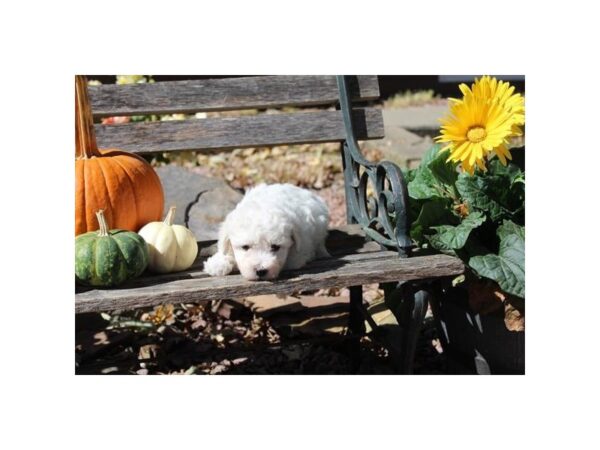 Bichon Frise DOG Male White 11275 Petland Henderson, Nevada