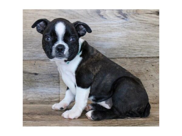 Boston Terrier DOG Female Black / White 11281 Petland Henderson, Nevada