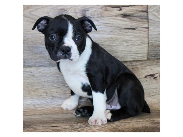 Boston Terrier DOG Male Black / White 11282 Petland Henderson, Nevada