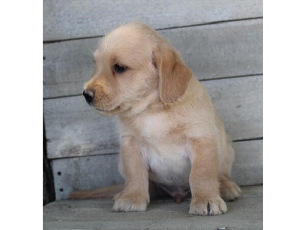 Mini Labradoodle-DOG-Male-Apricot-11277-Petland Henderson, Nevada