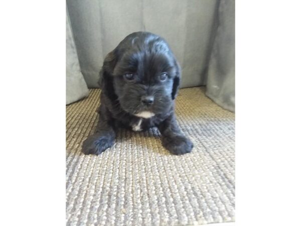 Miniature Poodle/Shih Tzu-DOG-Male-Black-11278-Petland Henderson, Nevada