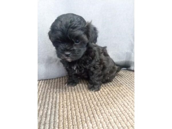 Miniature Poodle/Shih Tzu-DOG-Female-Black-11279-Petland Henderson, Nevada