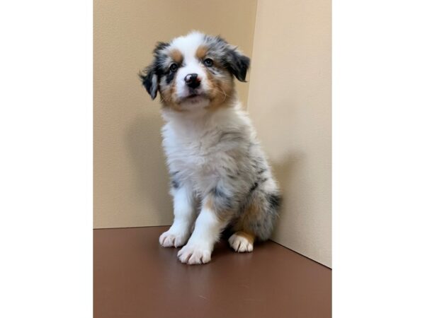 Australian Shepherd DOG Male Blue Merle 11274 Petland Henderson, Nevada