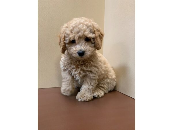 Poodle DOG Male Apricot 11272 Petland Henderson, Nevada