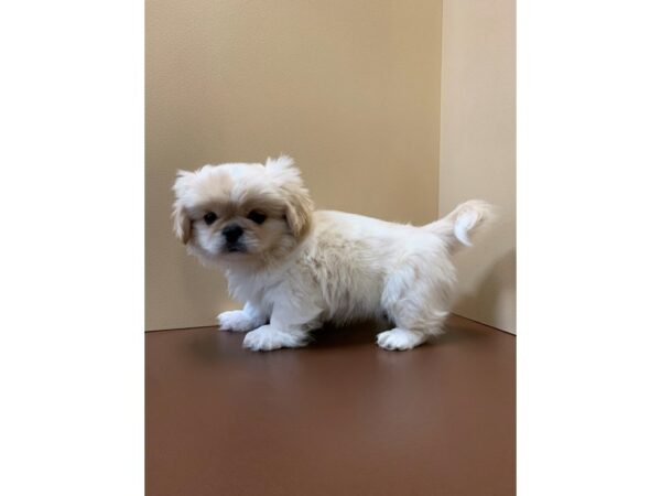 Pekingese-DOG-Male-Lemon-11269-Petland Henderson, Nevada