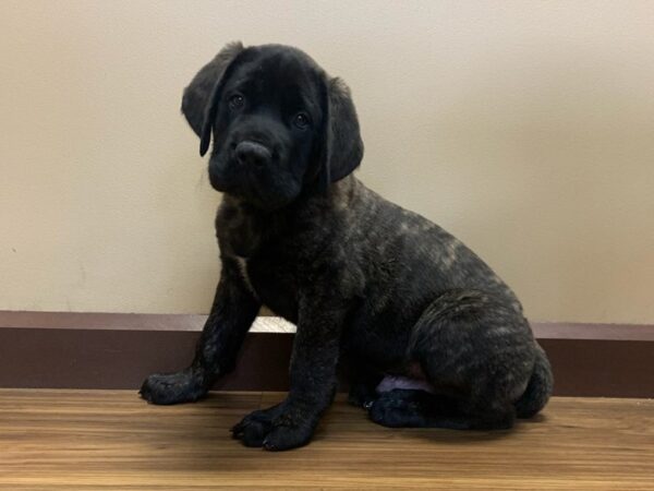 English Mastiff DOG Male Brindle 11286 Petland Henderson, Nevada