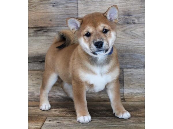 Shiba Inu DOG Male Red Sesame 11294 Petland Henderson, Nevada