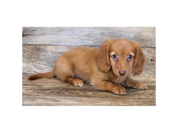 Dachshund DOG Male Red 11299 Petland Henderson, Nevada