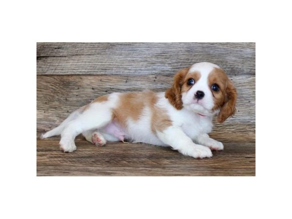 Cavalier King Charles Spaniel-DOG-Male-Blenheim-11298-Petland Henderson, Nevada