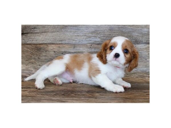 Cavalier King Charles Spaniel DOG Male Blenheim 11298 Petland Henderson, Nevada