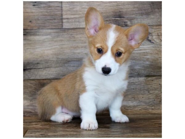 Pembroke Welsh Corgi DOG Female Sable / White 11297 Petland Henderson, Nevada