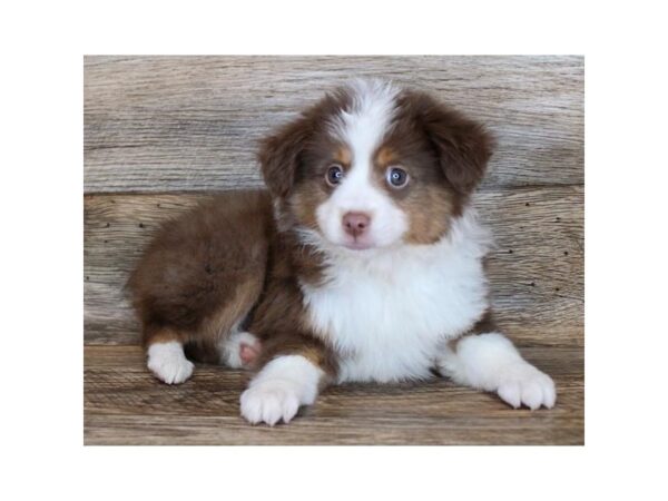 Miniature Australian Shepherd DOG Male Red 11295 Petland Henderson, Nevada