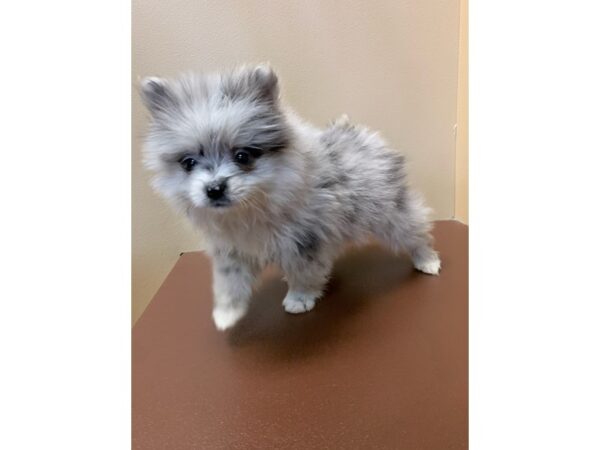 Pomsky DOG Male Blue Merle 11293 Petland Henderson, Nevada