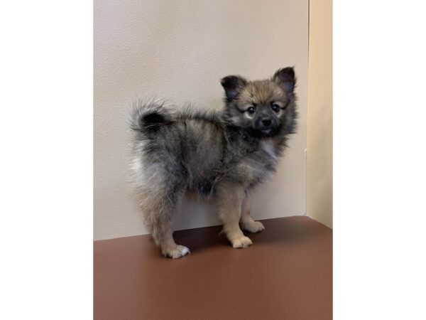 Pomeranian DOG Male Sable 11291 Petland Henderson, Nevada