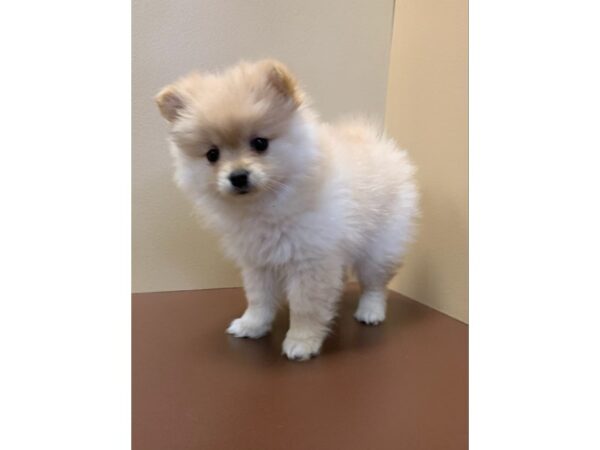 Pomeranian DOG Female Cream 11290 Petland Henderson, Nevada