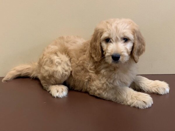 Goldendoodle DOG Female Golden 11292 Petland Henderson, Nevada