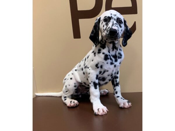 Dalmatian DOG Female White / Black 11289 Petland Henderson, Nevada