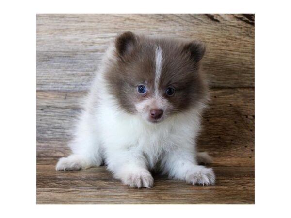 Pomeranian DOG Female Lavender 11306 Petland Henderson, Nevada