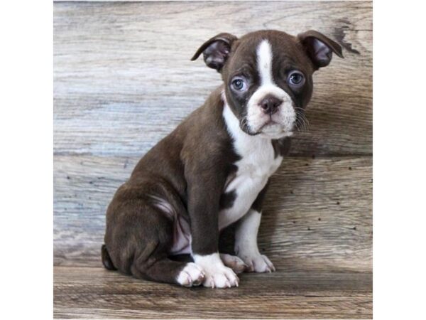 Boston Terrier DOG Female Seal / White 11311 Petland Henderson, Nevada