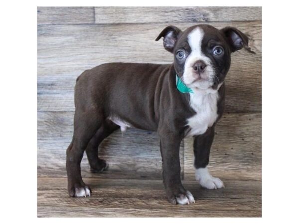 Boston Terrier DOG Male Seal / White 11312 Petland Henderson, Nevada