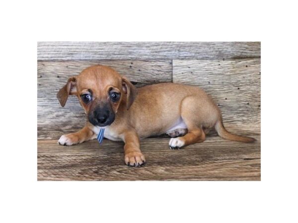 Chiweenie DOG Female Red 11303 Petland Henderson, Nevada