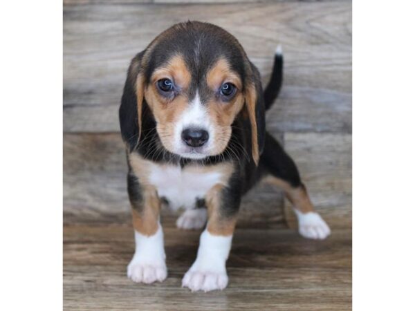 Beagle DOG Female Black Tan / White 11309 Petland Henderson, Nevada