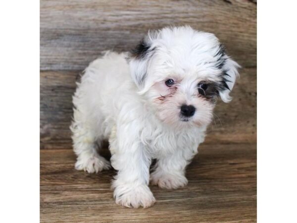 Morkie-DOG-Male-Black / Tan-11301-Petland Henderson, Nevada