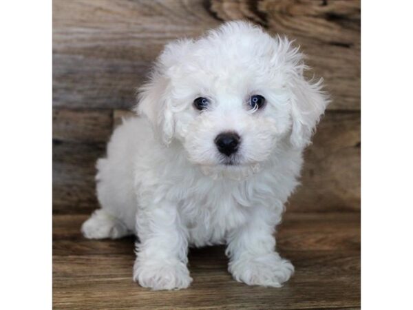 Bichon Frise DOG Male White 11310 Petland Henderson, Nevada