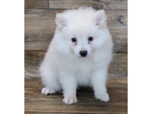 American Eskimo Dog DOG Male White 11308 Petland Henderson, Nevada